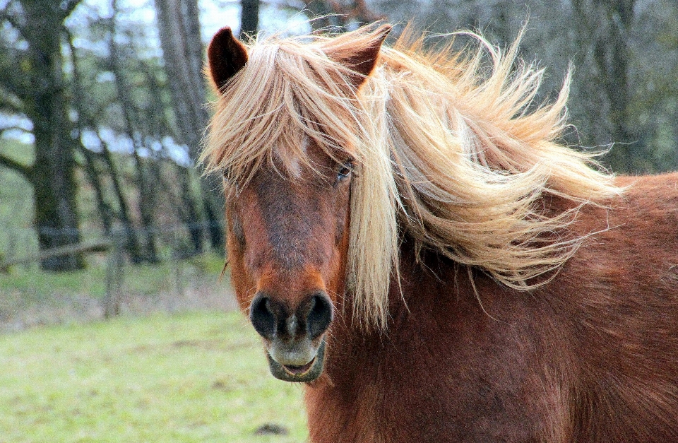 Prado
 animal pasto
 gado