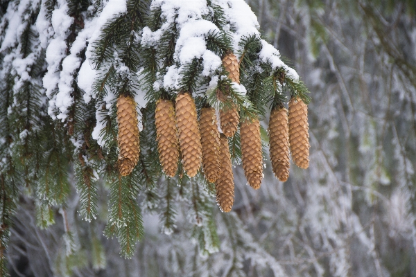 Foto árvore natureza floresta filial