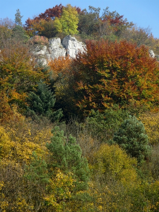 Paesaggio albero natura foresta