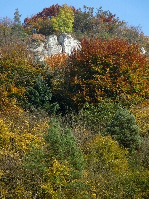 Landscape tree nature forest Photo