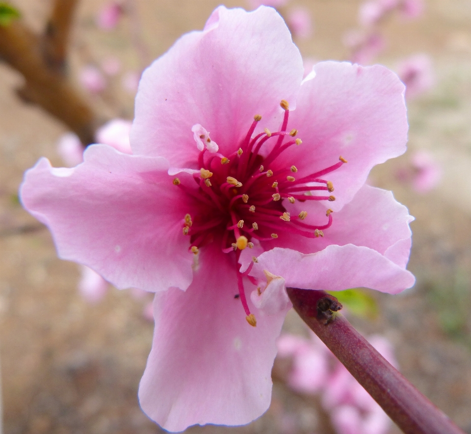 Branch blossom plant fruit