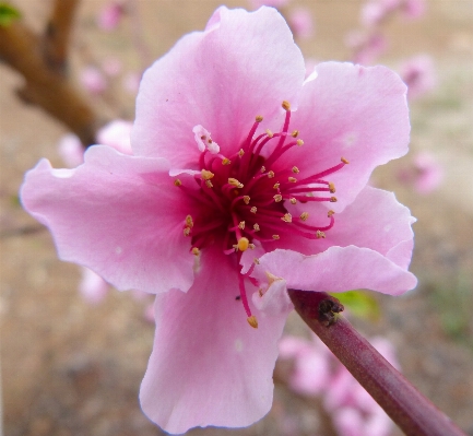 Branch blossom plant fruit Photo