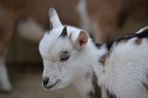 Kid cute wildlife goat Photo