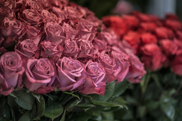 Natur blüte anlage blume Foto