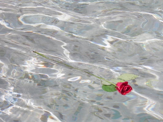 Water leaf flower glass Photo