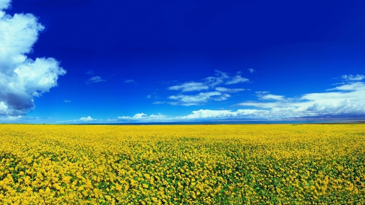 Landscape horizon plant sky Photo