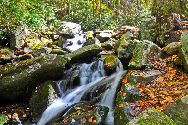 Forest rock waterfall leaf Photo