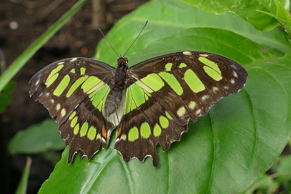 Nature outdoor wing plant Photo