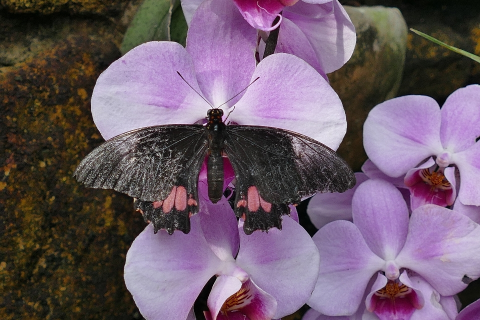 Nature outdoor blossom wing