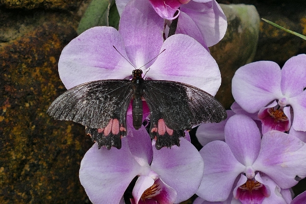 Nature outdoor blossom wing Photo