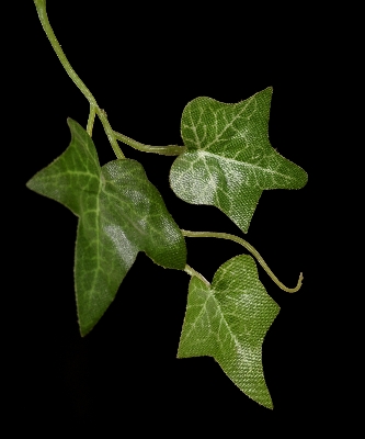 Tree branch plant leaf Photo