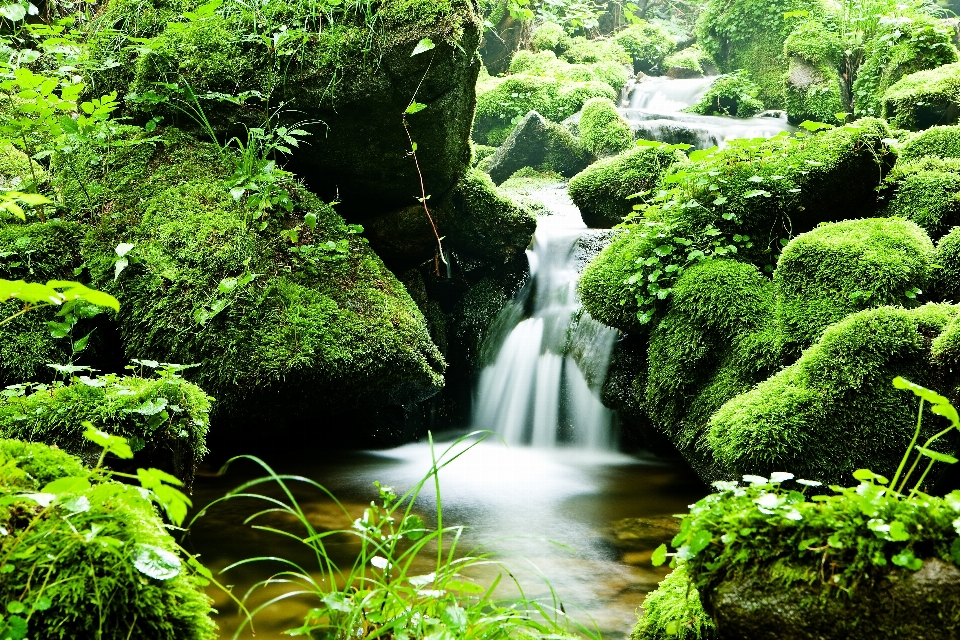 Paisagem água natureza floresta