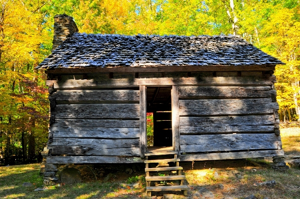 Tree wood house building Photo