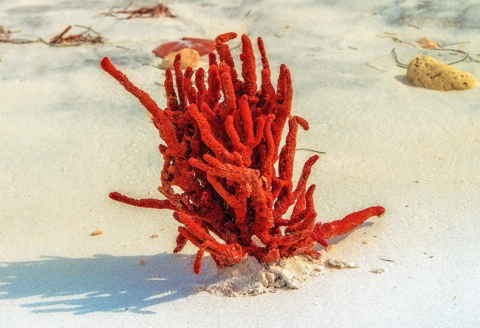 Beach nature sand food