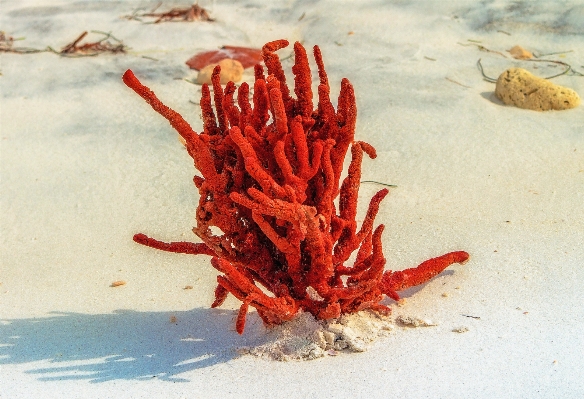 Beach nature sand food Photo