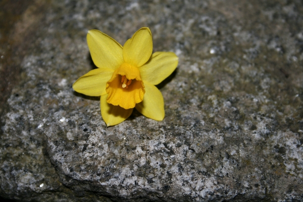 Foto Alam rumput mekar tanaman