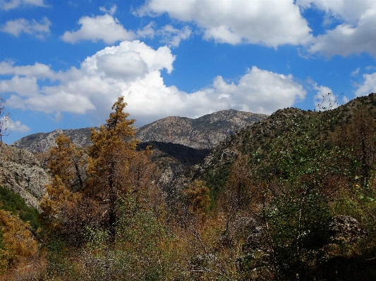 Landscape tree nature forest Photo