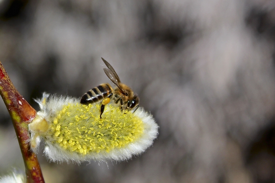 Natura oddział biały fotografia