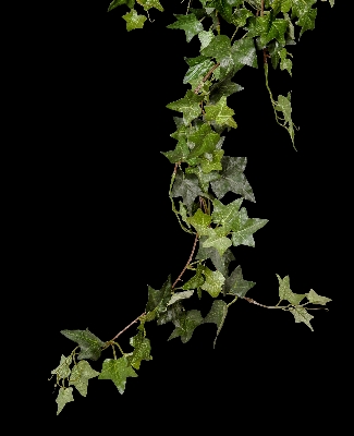 木 ブランチ 植物 葉 写真