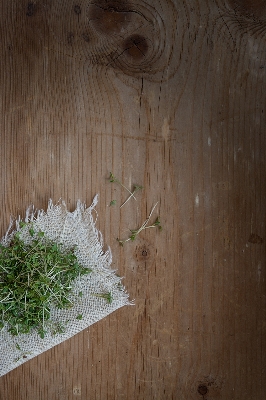 Branch plant wood texture Photo