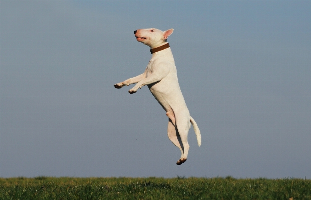 Dog seabird training fun Photo