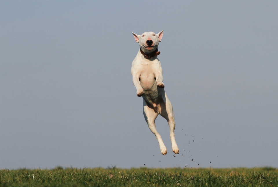 Chien entraînement mammifère amusant