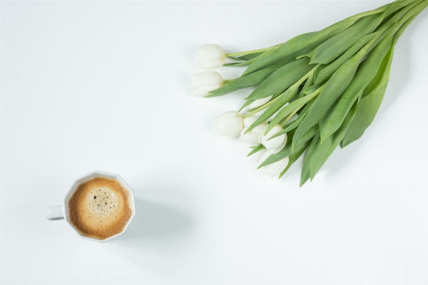 Coffee plant fruit leaf Photo