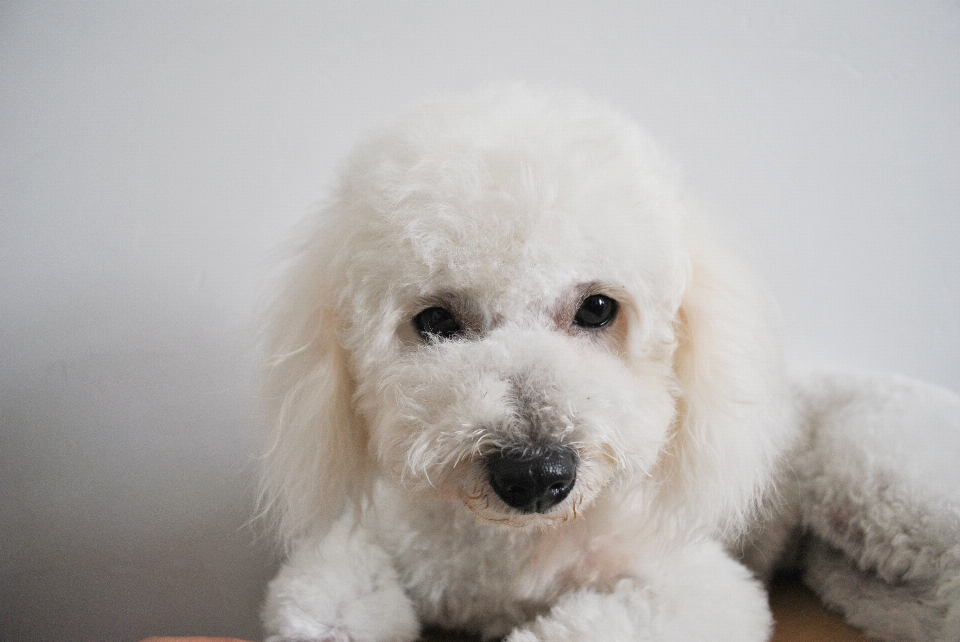 白 子犬 犬 かわいい