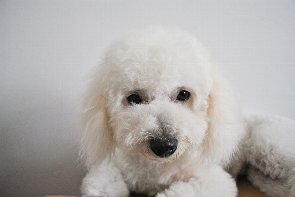 Foto Branco filhote de cachorro bonitinho