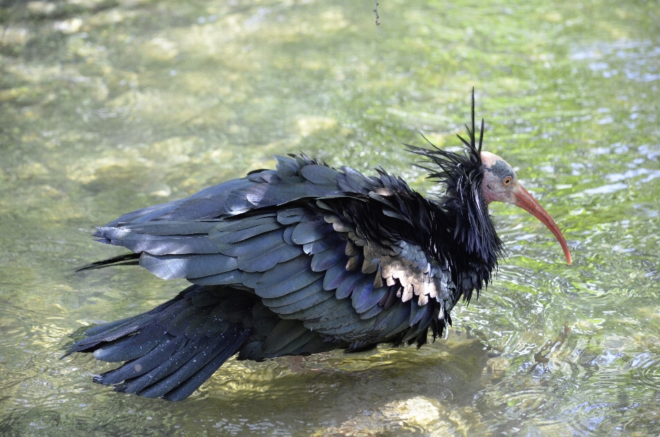 Naturaleza pájaro ala fauna silvestre