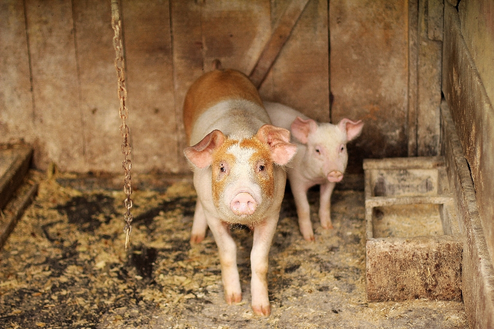 Natura legna azienda agricola animale