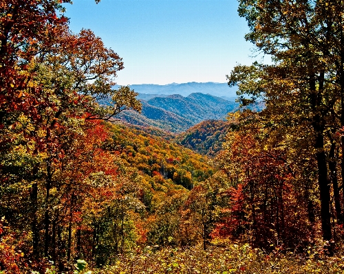 Landscape tree nature forest Photo