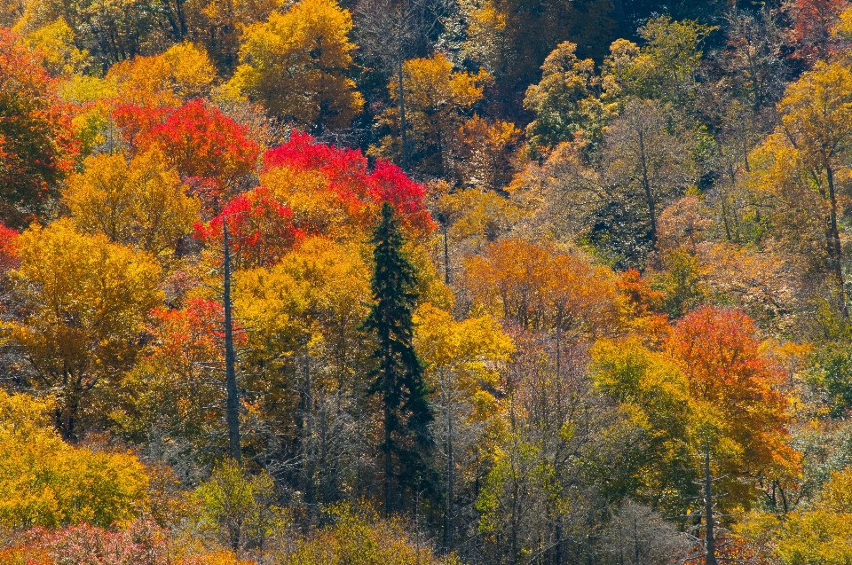 風景 木 自然 森