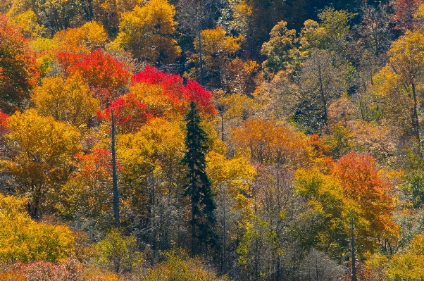 Landscape tree nature forest Photo