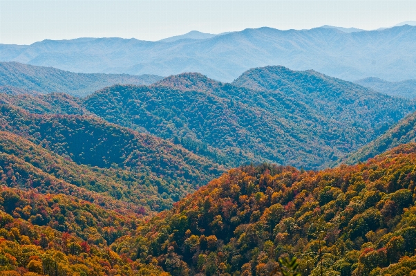 Landscape tree nature forest Photo