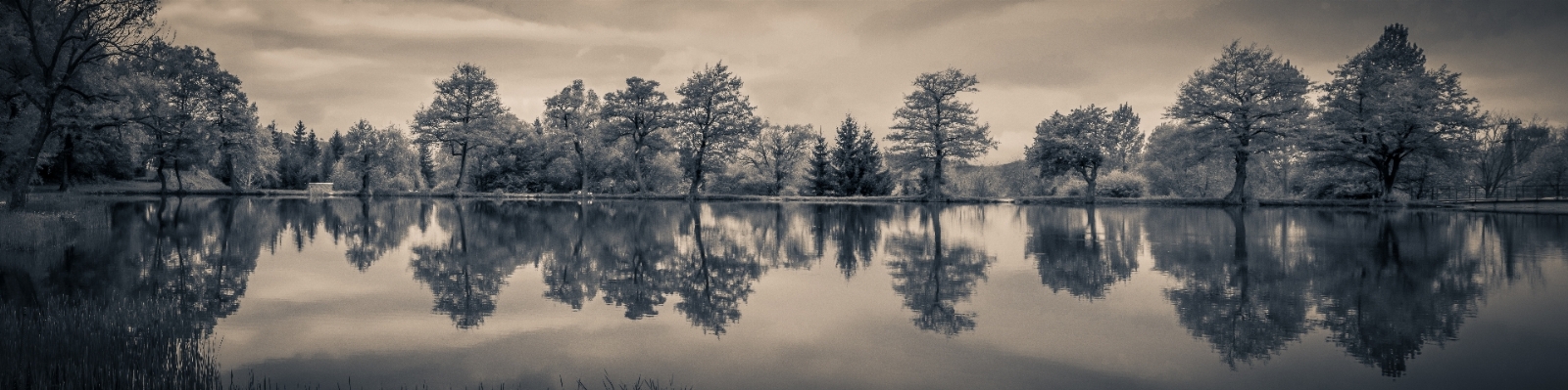 風景 木 水 自然 写真