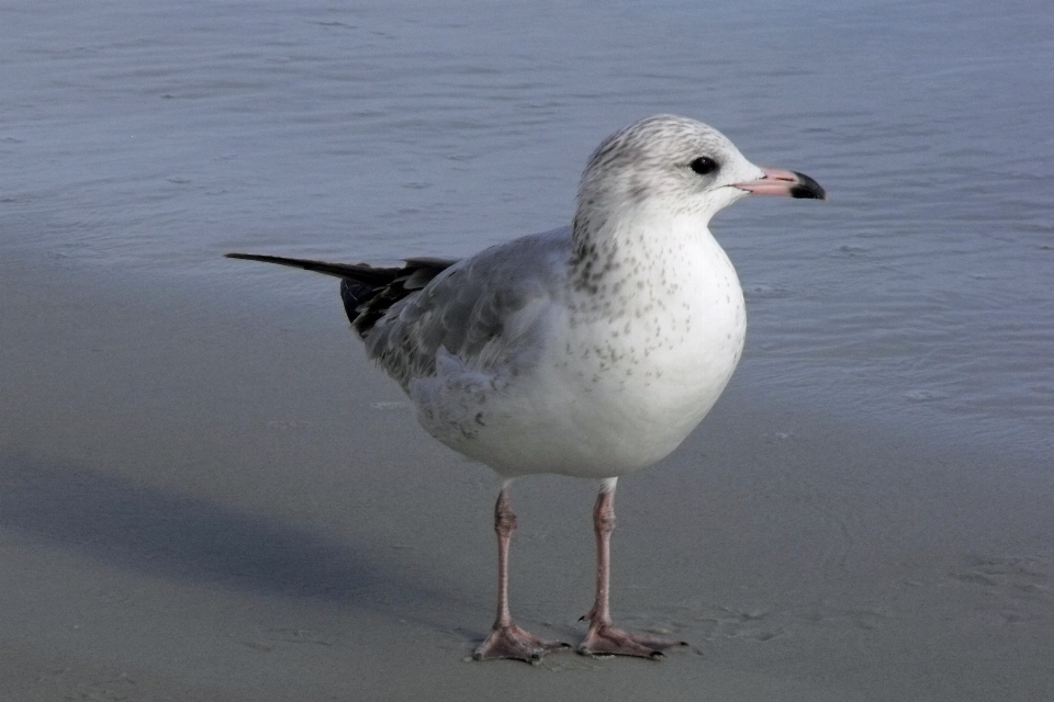 Plaża morze wybrzeże woda