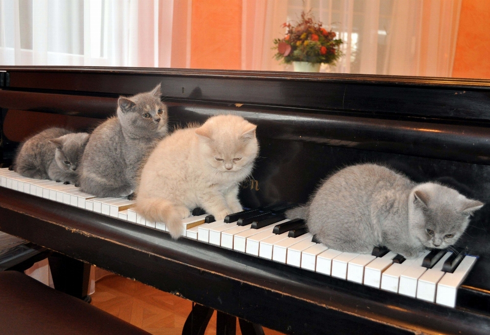 Gatinho gato piano mamífero