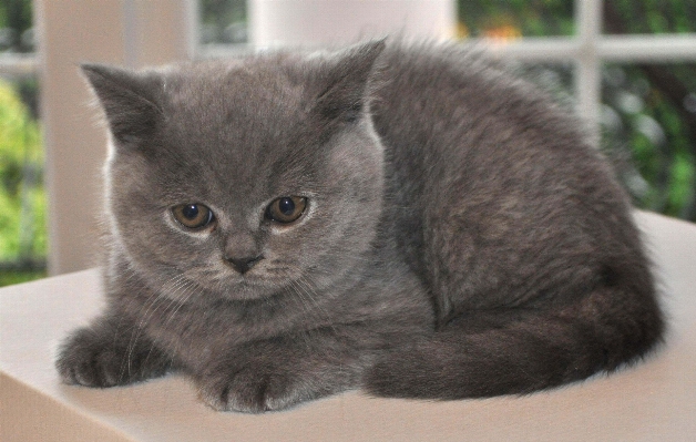 Foto Anak kucing mamalia fauna