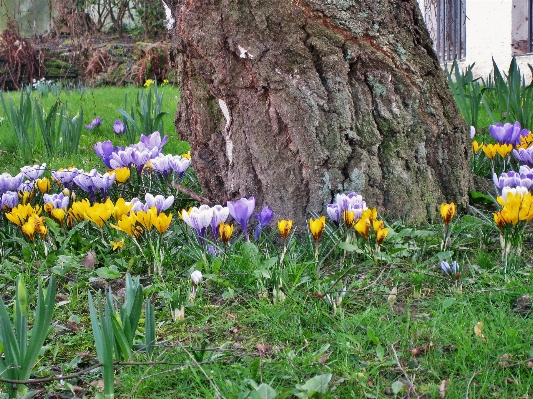 Plant lawn meadow flower Photo