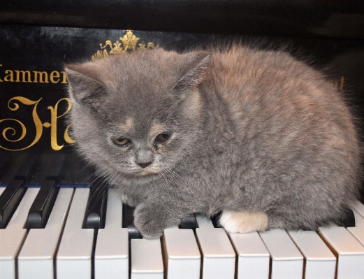 Kitten cat piano mammal Photo