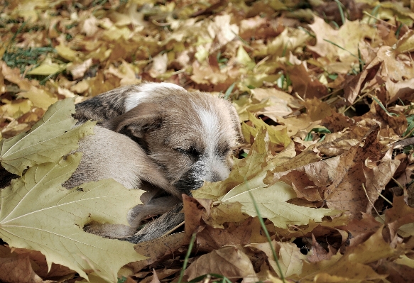 Doğa beyaz sokak köpek yavrusu Fotoğraf