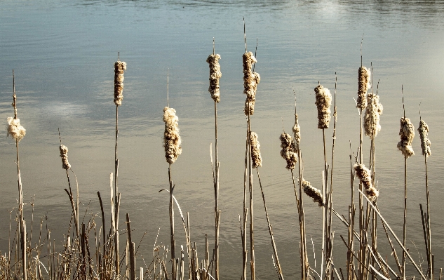 Sea water nature swamp Photo