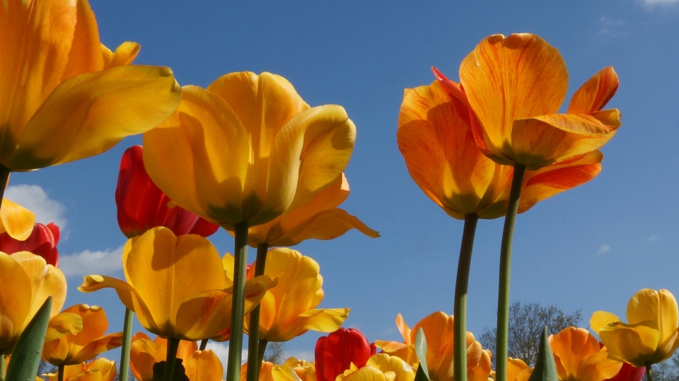 Plant sunshine flower petal