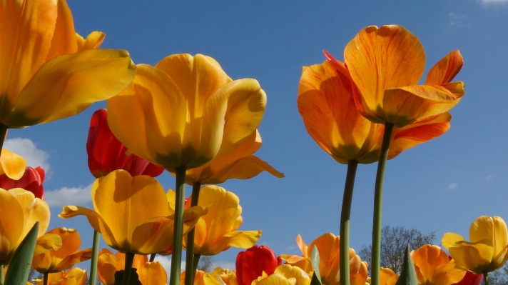 Plant sunshine flower petal Photo