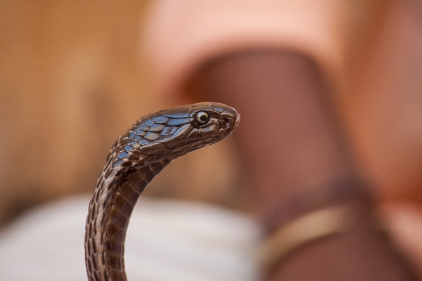 Foto Tangan fotografi reptil fauna