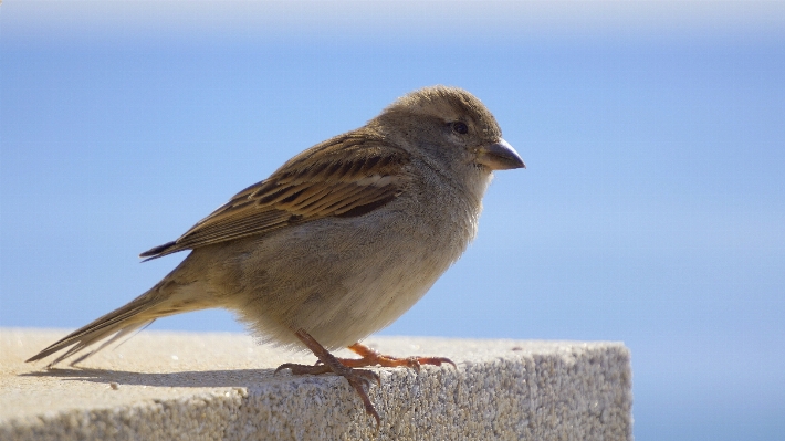 Nature bird wing peak Photo