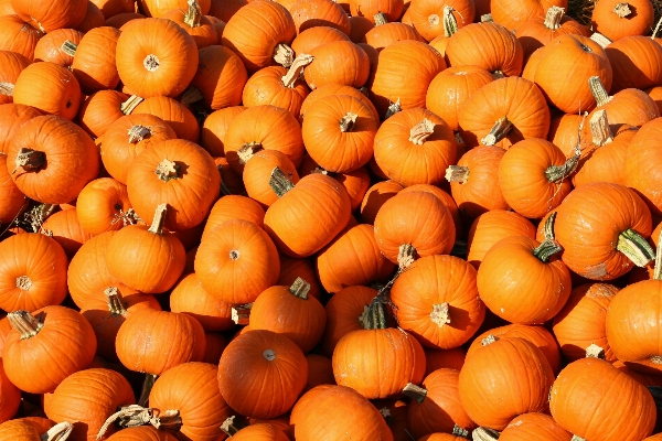 Plant fall orange food Photo