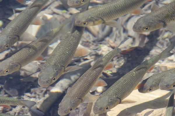 湖 魚 国立公園
 fauna 写真