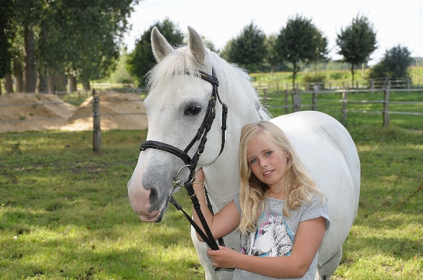 Portrait pasture horse mammal Photo